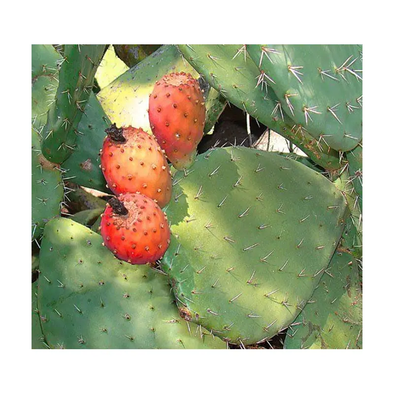 Cactus with Spines