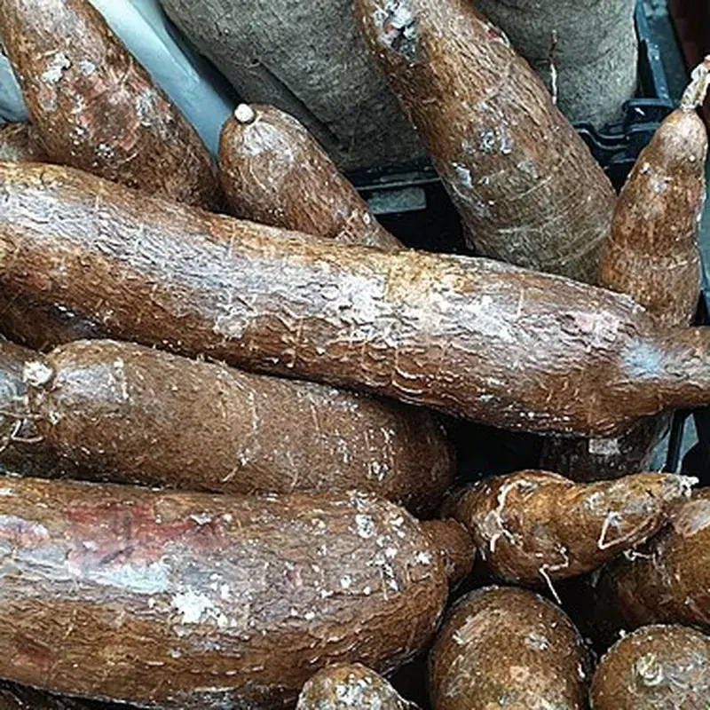 Yuca