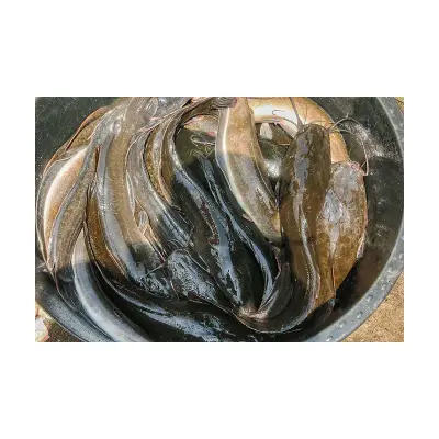 Pescado Bagre