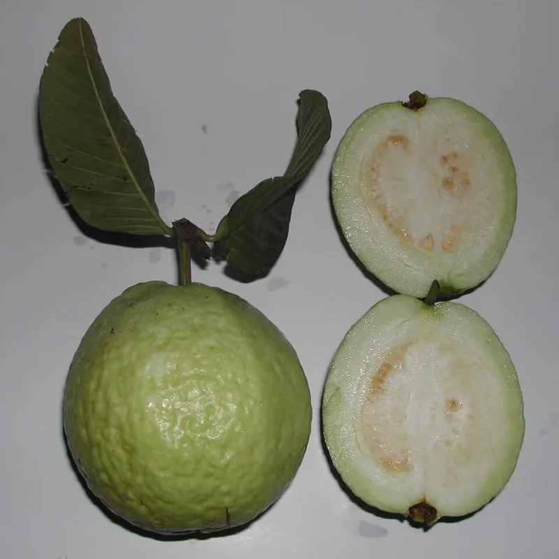 Fresh Guava