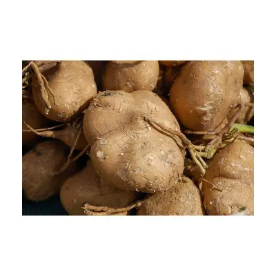 Fresh Jicama
