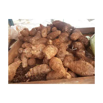 Fresh Malanga