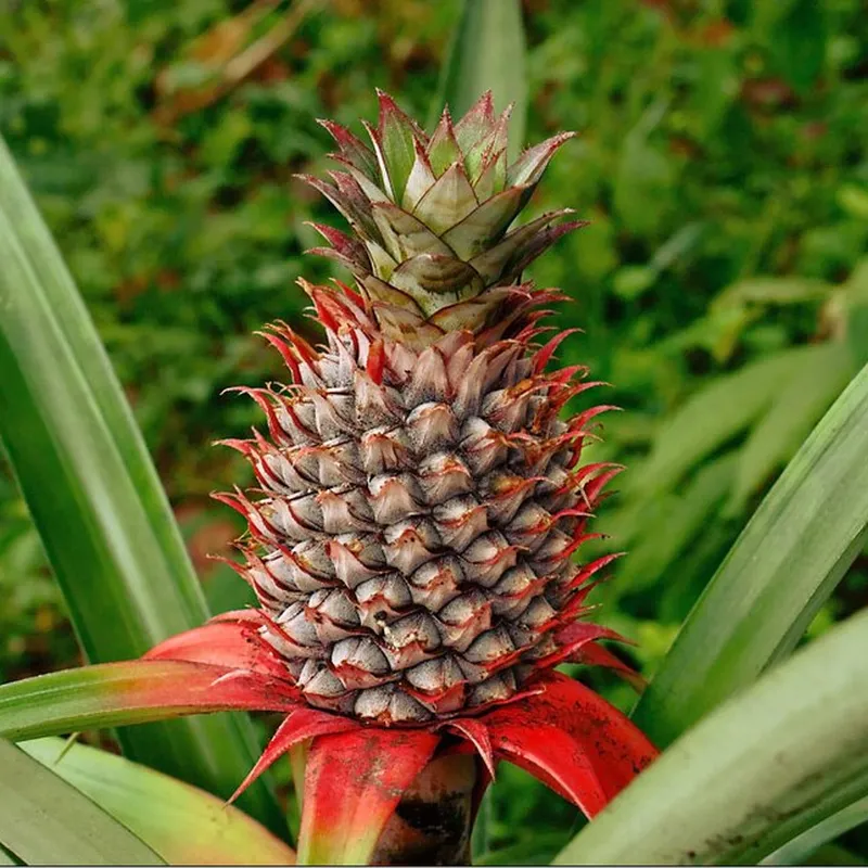 Fresh Pineapple