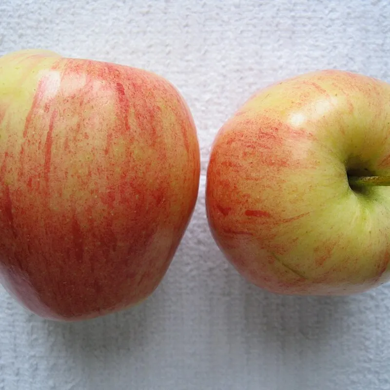 Manzana Gala