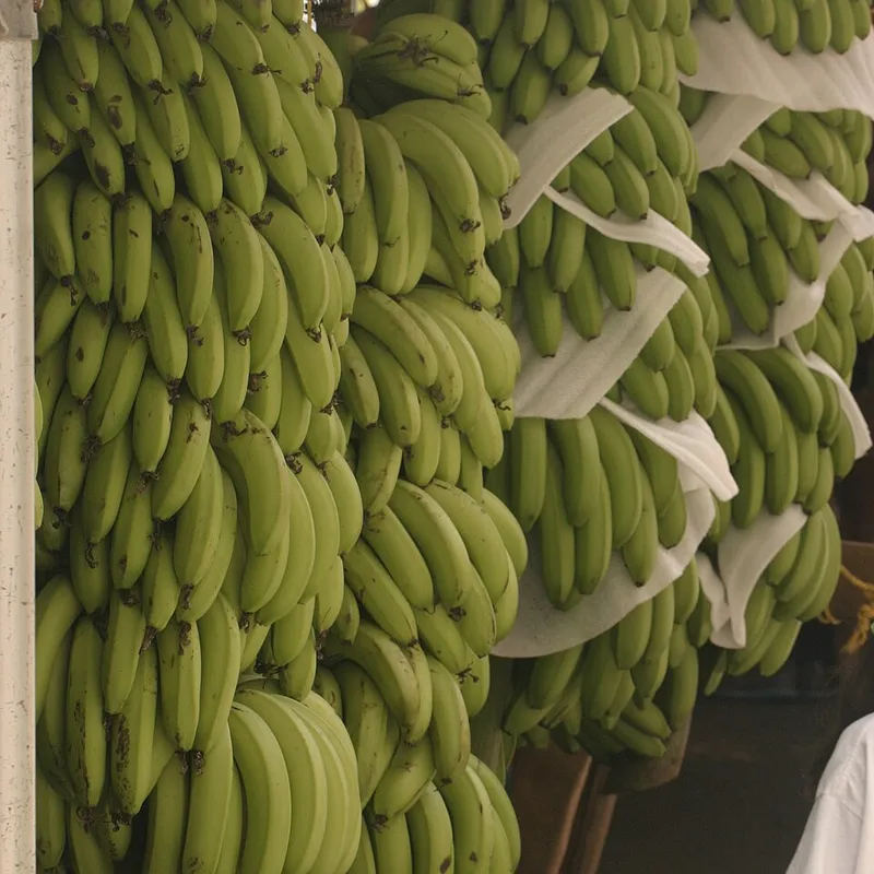 Green Plantain