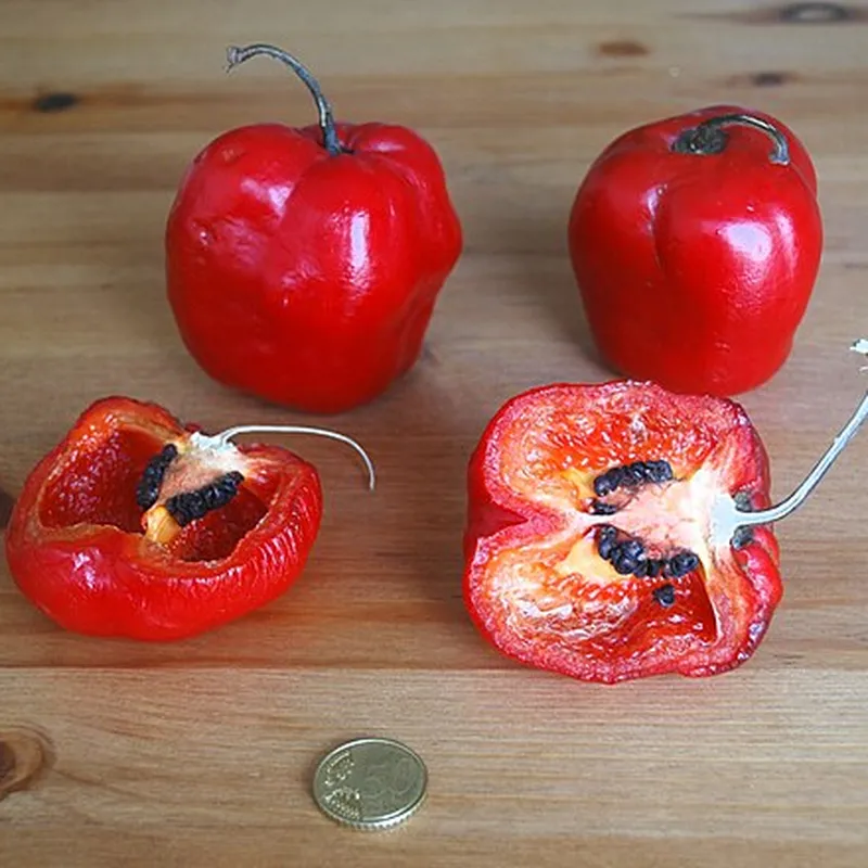 Manzano Pepper