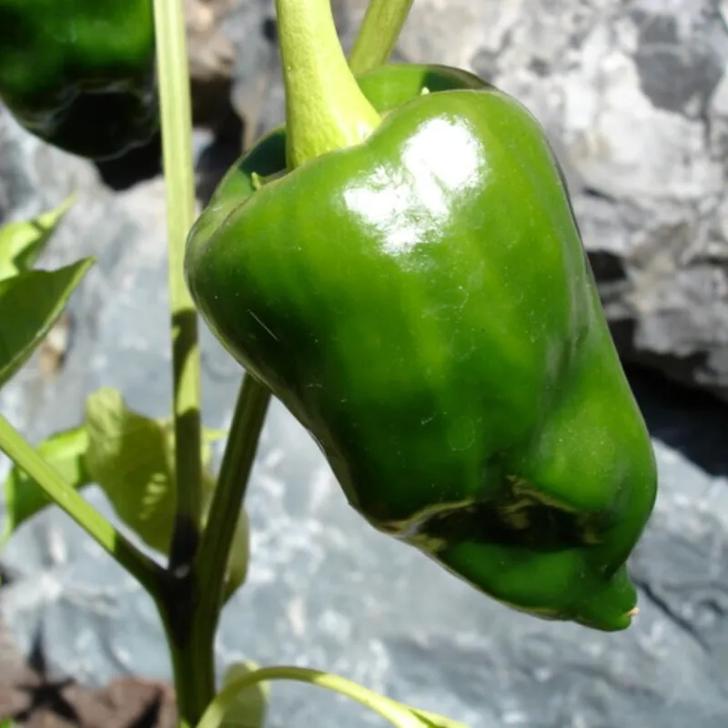 Chile Poblano