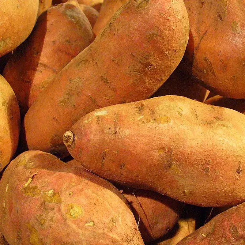 Camote