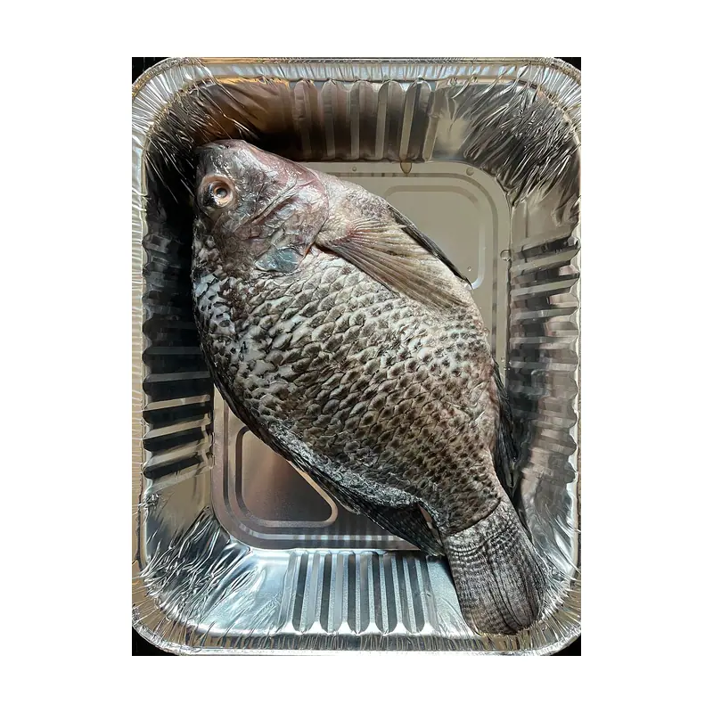 Tilapia
