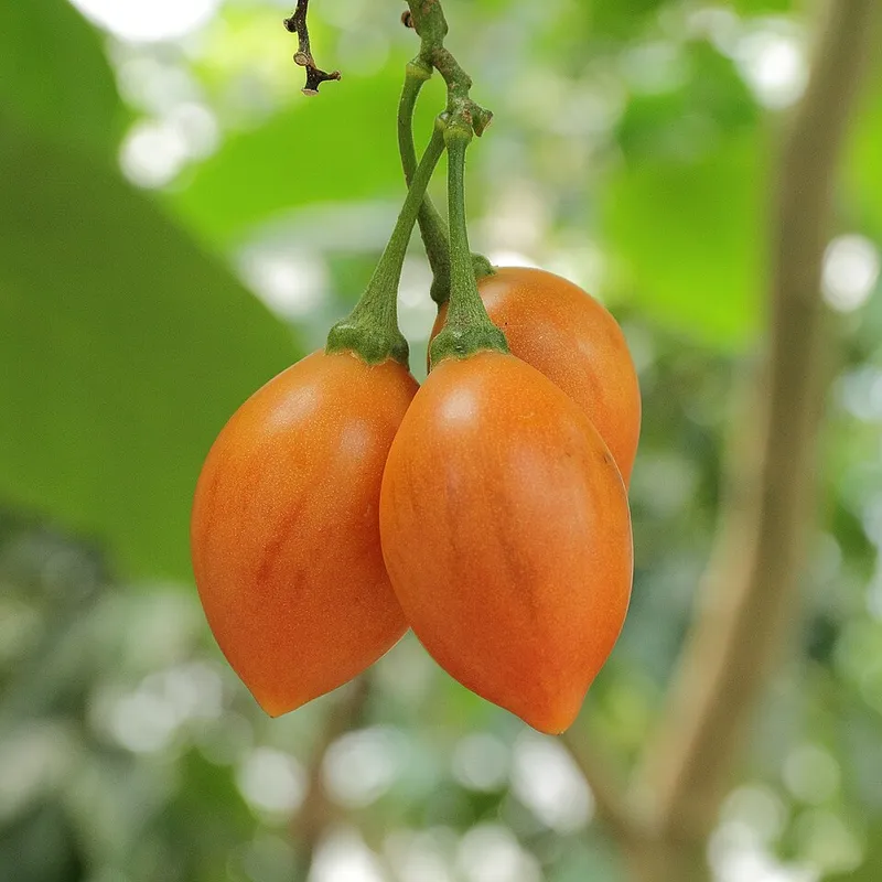 Tree Tomato (Tamarillo)